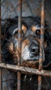 Lonely abandoned dog in shelter cage homeless stray canine behind rusty bars, seeking care