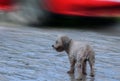 Lonely abandoned puppy, heavy rain. Look of hope. Royalty Free Stock Photo