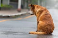 Lonely abandoned puppy stray dog in rain, seeking shelter and care for adoption