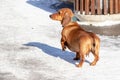 Lonely abandoned red dachshund running in the city along the snowy winter street