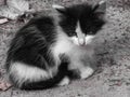 a lonely abandoned stray black and white kitten sits on the street.