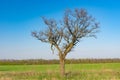 Lonely acacia tree against blue cloudless sky