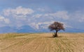 Lonely acacia tree in desert on the cloudy sky