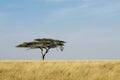 Lonely acacia tree in Serengeti