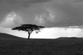 Lonely acacia tree in Serengeti in black and white