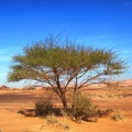 Lonely acacia tree in stone desert