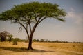 Lonely acacia tree in Tarangire National Park safari, Tanzania