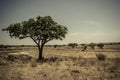 Lonely acacia tree in Tarangire National Park safari, Tanzania