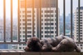 A lonely adorable black poodle dog enjoy morning sun light at balcony.