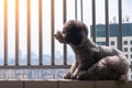 A lonely adorable black poodle dog sitting at balcony.