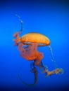 Lonely the adult sea jellyfish poisonous tentacles floats in water