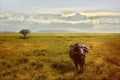 A lonely African buffalo in the Serengeti National Park against the backdrop of a beautiful sunset sky. Africa.