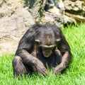 Lonely African Chimpanzee Royalty Free Stock Photo