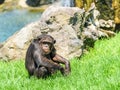 Lonely African Chimpanzee Royalty Free Stock Photo