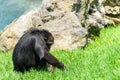 Lonely African Chimpanzee Royalty Free Stock Photo