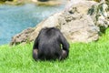 Lonely African Chimpanzee Royalty Free Stock Photo