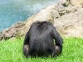 Lonely African Chimpanzee Royalty Free Stock Photo