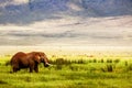 Lonely African elephant in the Ngorongoro Crater in the background of mountains and green grass. African travel image. Ngorongoro Royalty Free Stock Photo