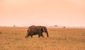 Lonely African Elephant in the savannah of Serengeti at sunset. Acacia trees on the plains in Serengeti National Park, Tanzania.