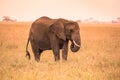 Lonely African Elephant in the savannah of Serengeti at sunset. Acacia trees on the plains in Serengeti National Park, Tanzania. Royalty Free Stock Photo