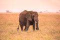 Lonely African Elephant in the savannah of Serengeti at sunset. Acacia trees on the plains in Serengeti National Park, Tanzania. Royalty Free Stock Photo