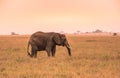 Lonely African Elephant in the savannah of Serengeti at sunset. Acacia trees on the plains in Serengeti National Park, Tanzania. Royalty Free Stock Photo