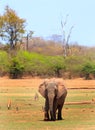 A lonely African Elephant standing amongst a herd of Impala with a natural bush background