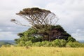 Lonely african tree Royalty Free Stock Photo