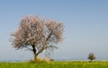 Lonely Almond tree Royalty Free Stock Photo