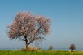 Lonely almond tree with blossoms in Spring on a green field and with blue sky. Royalty Free Stock Photo