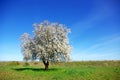 Lonely almond tree in green field. Royalty Free Stock Photo