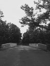 An alone bridge standing middle of wood