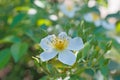 Lonely  amazing  white  rose  hip flower with a lot of buds Royalty Free Stock Photo
