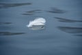 Lonely amazing white swan feather floats  on the blue waves Royalty Free Stock Photo