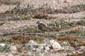 Lonely American Golden plover standing on a rock on the arctic tundra, found near Pond Inlet Royalty Free Stock Photo