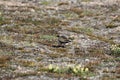 Lonely American Golden plover standing on a rock on the arctic tundra, found near Pond Inlet Royalty Free Stock Photo