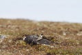 Lonely American Golden plover standing on a rock Royalty Free Stock Photo
