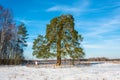 Lonely ancient 500 year old branched pine tree.