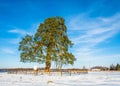 Lonely ancient 500 year old branched pine tree.