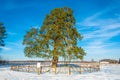 Lonely ancient 500 year old branched pine tree.