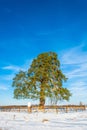 Lonely ancient 500 year old branched pine tree.