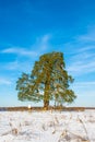 Lonely ancient 500 year old branched pine tree.