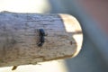 Climbing ant on wood stick Royalty Free Stock Photo