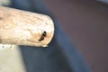 Climbing ant on wood stick Royalty Free Stock Photo