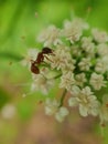 Lonely Ant Drinking Nectar Royalty Free Stock Photo