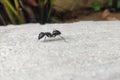 Lonely ant on its way of search food.missio