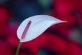 Lonely Anthurium