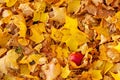 Lonely apple on a background of colorful autumn maple leaves - image