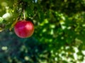 Lonely apple in the garden