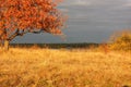 Lonely apple tree in a field in sunset light